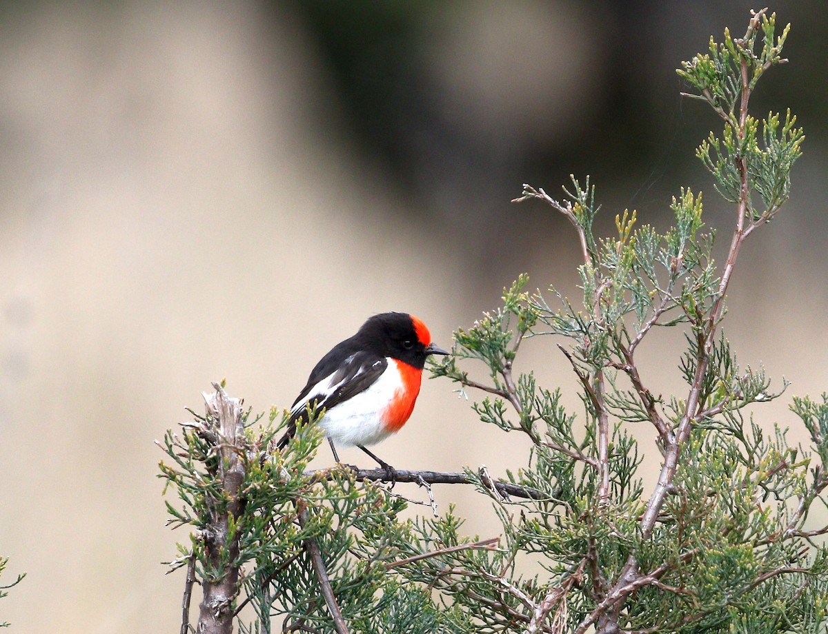 Red-capped Robin - ML482261101