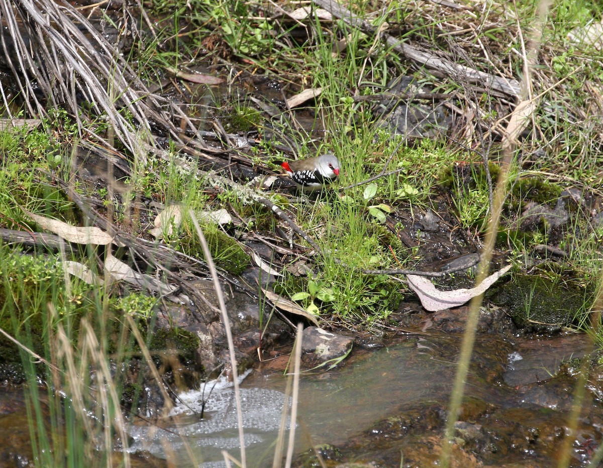 Diamond Firetail - ML482261301