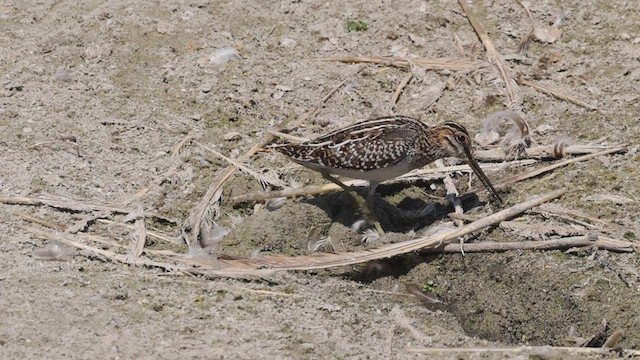 Wilson's Snipe - ML482262181