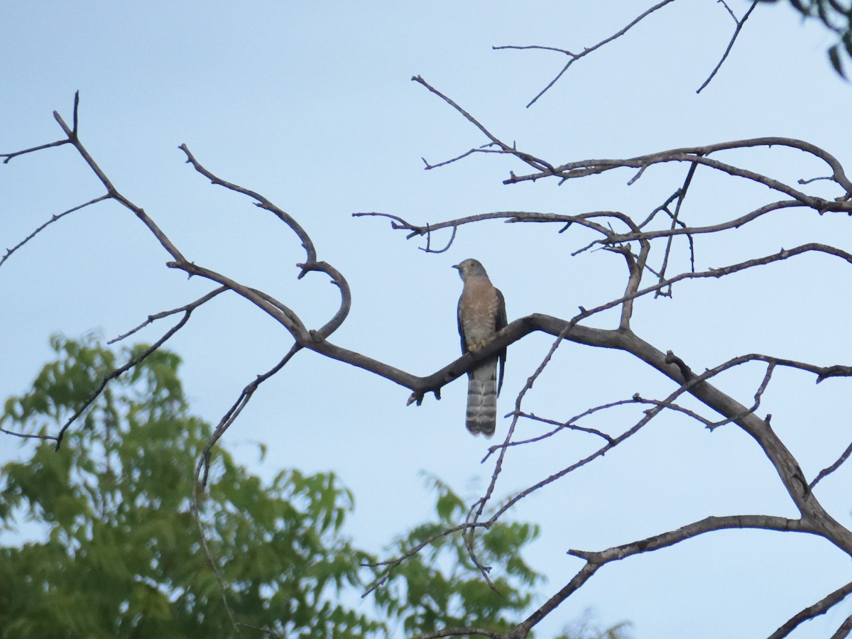 Common Hawk-Cuckoo - ML482262231