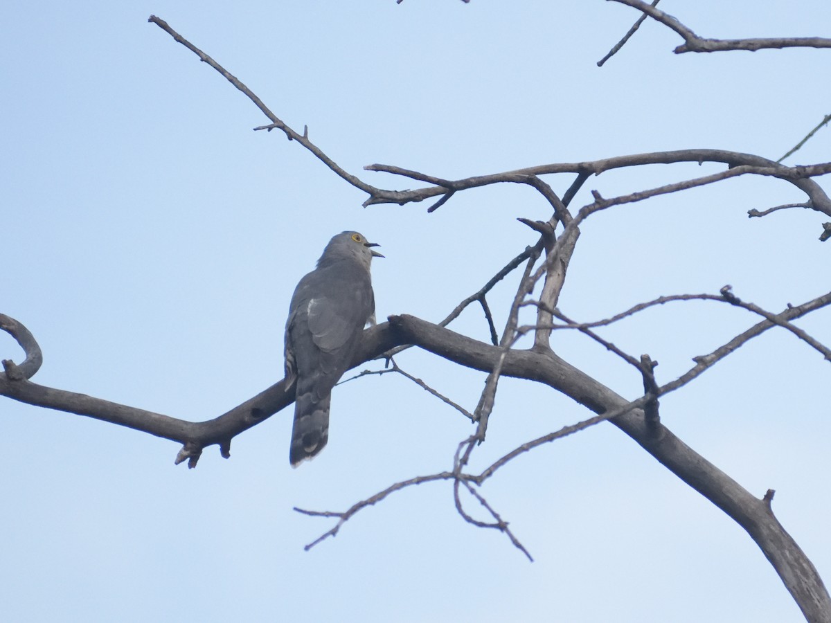Common Hawk-Cuckoo - ML482262241