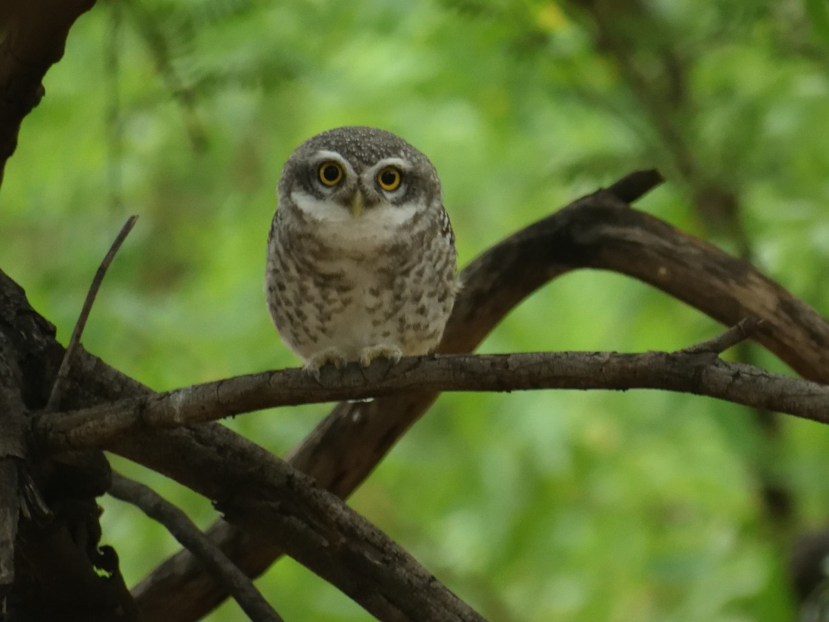 Spotted Owlet - ML482262281