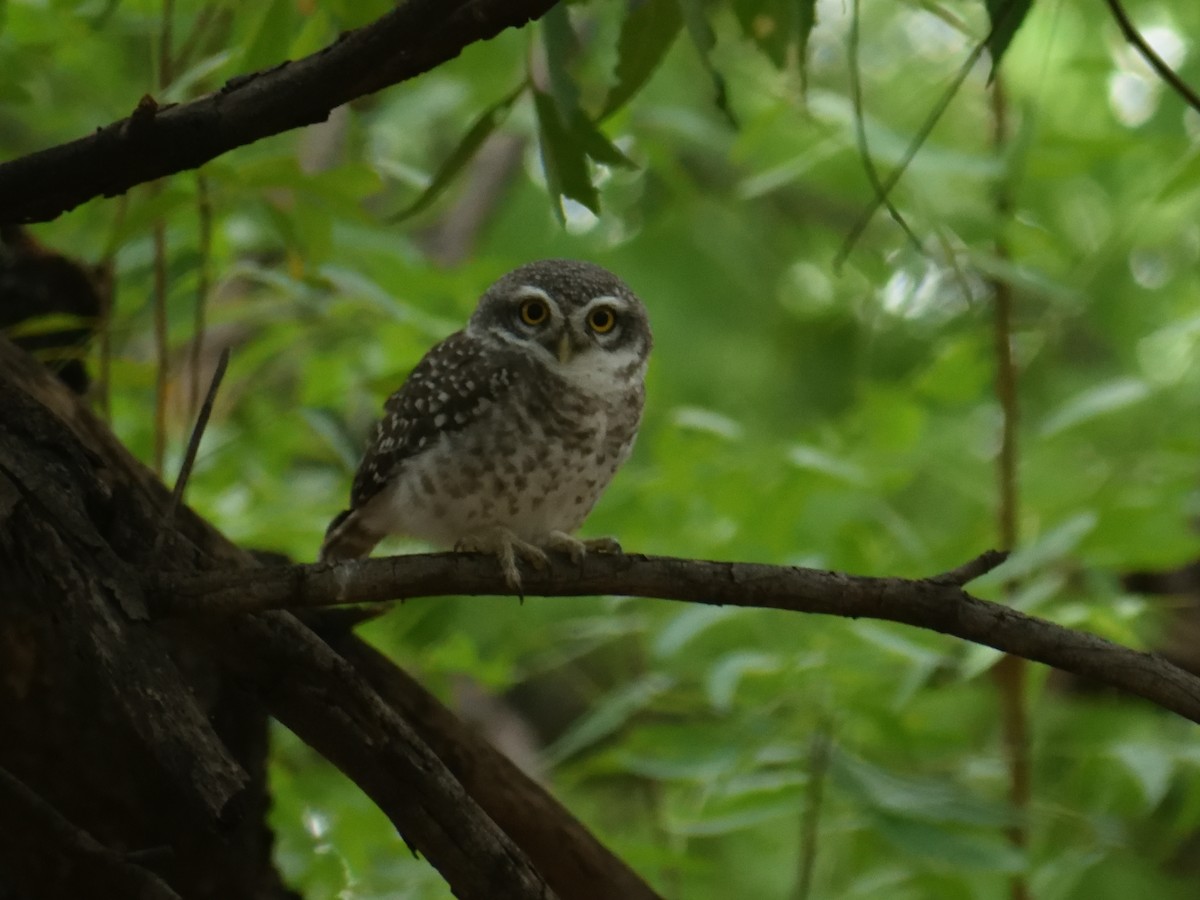 Spotted Owlet - ML482262291