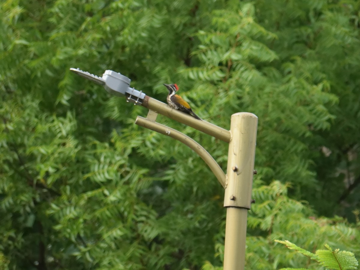 Black-rumped Flameback - ML482262301