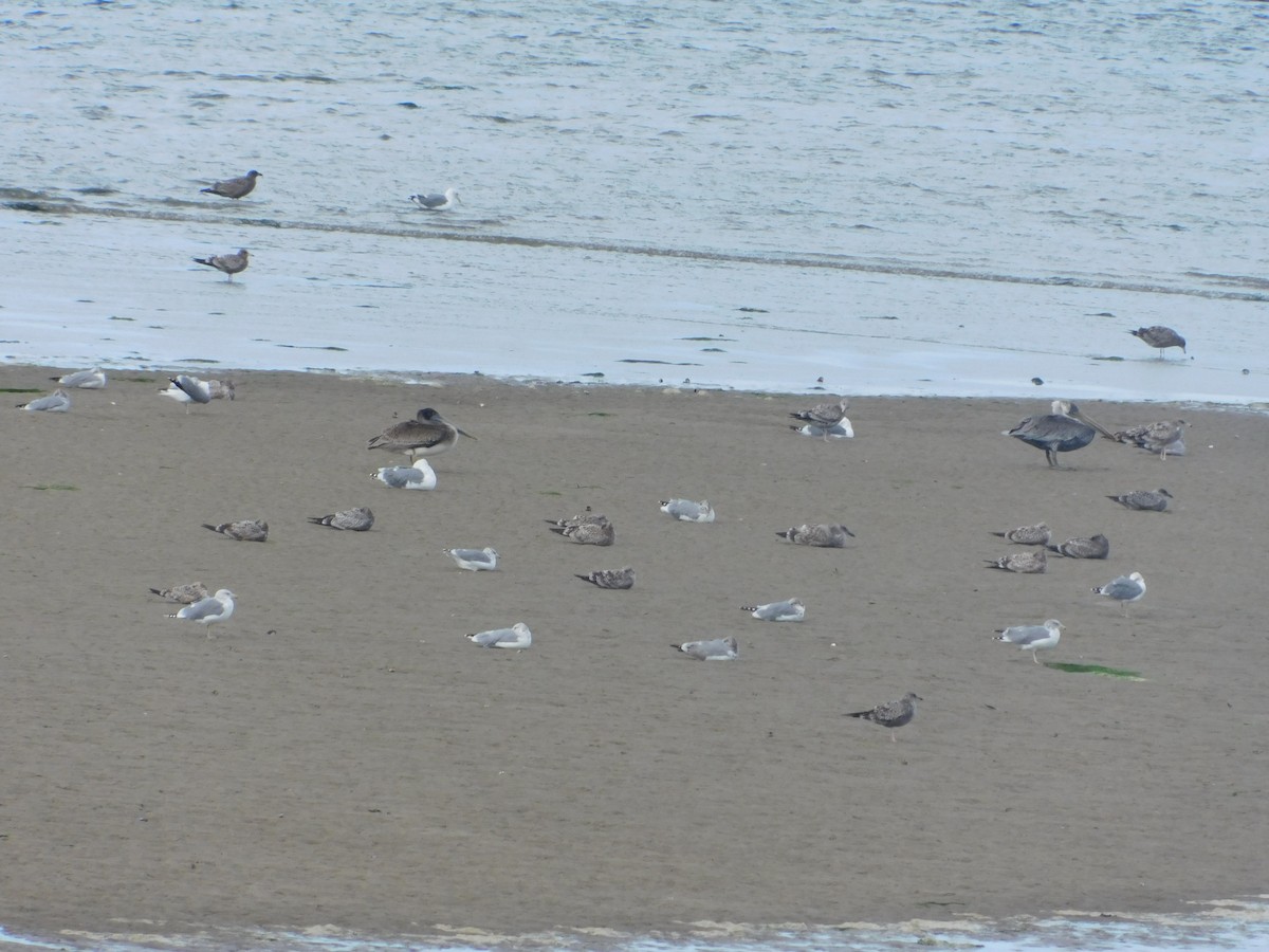 Ring-billed Gull - ML482262321