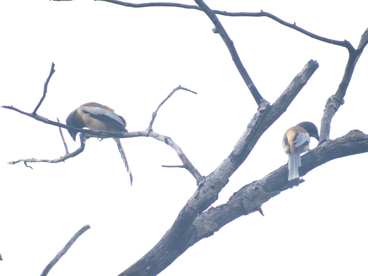 Rufous Treepie - ML482262331