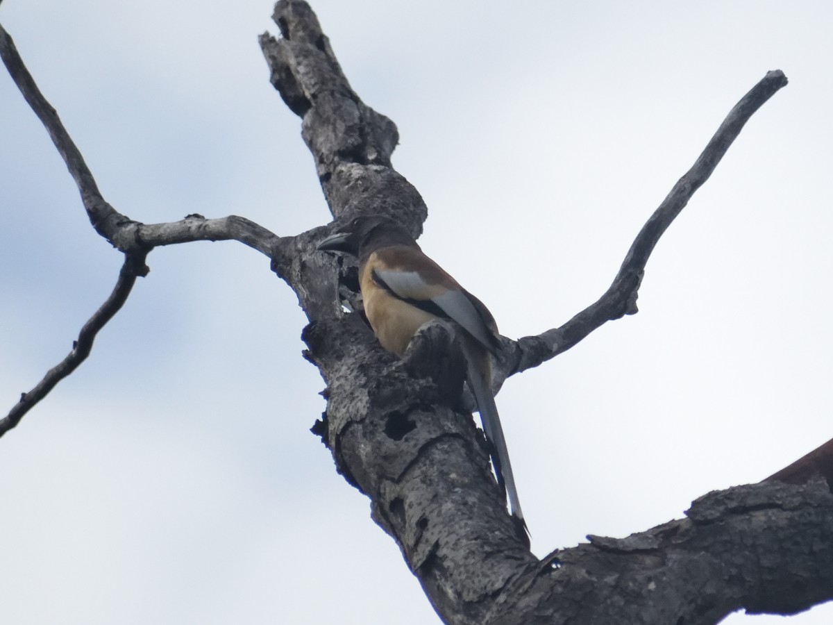 Rufous Treepie - ML482262341