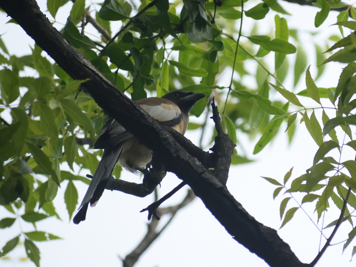 Rufous Treepie - ML482262361