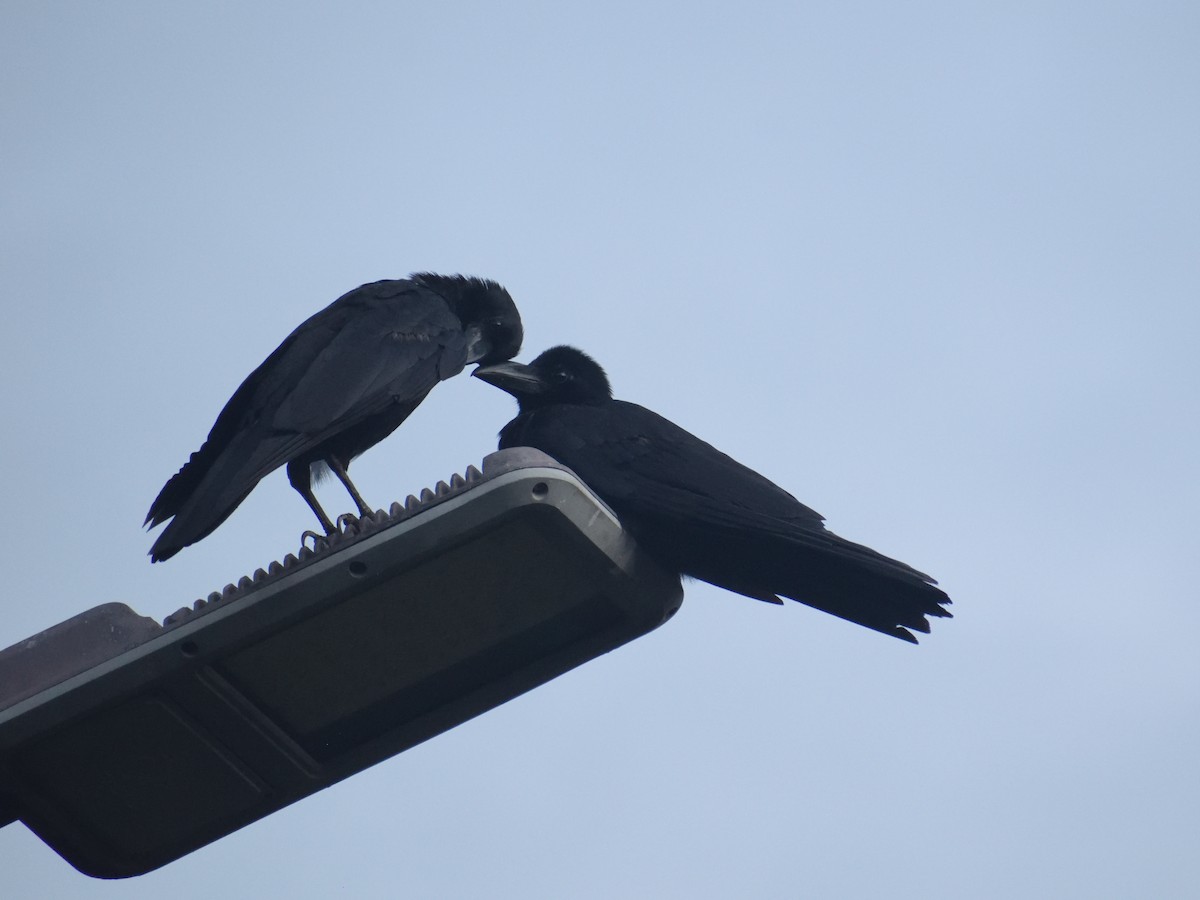 Large-billed Crow - ML482262371