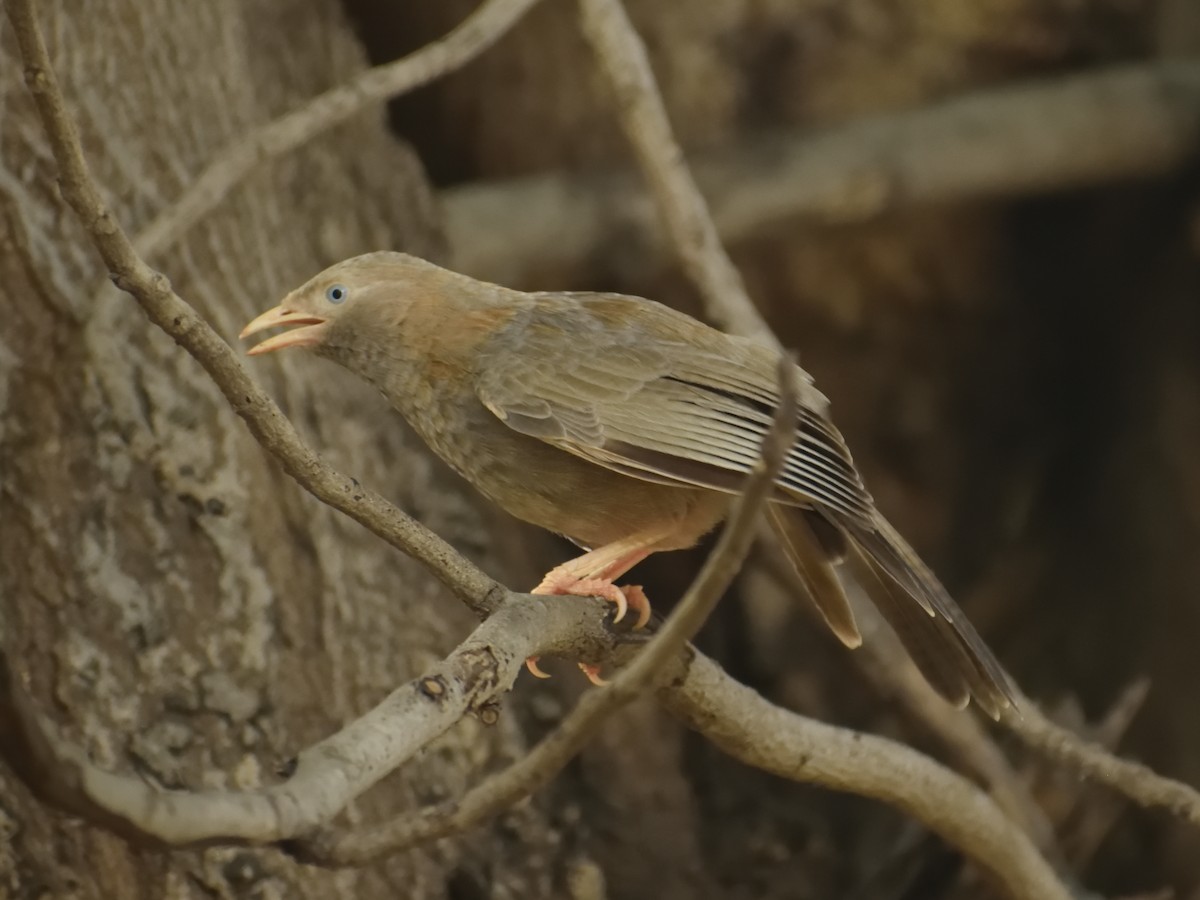 Jungle/Yellow-billed Babbler - ML482262401
