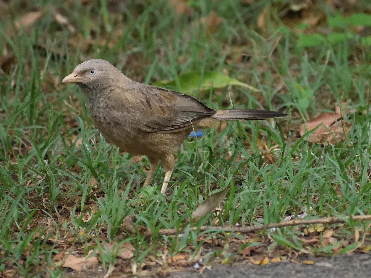 Jungle/Yellow-billed Babbler - ML482262411
