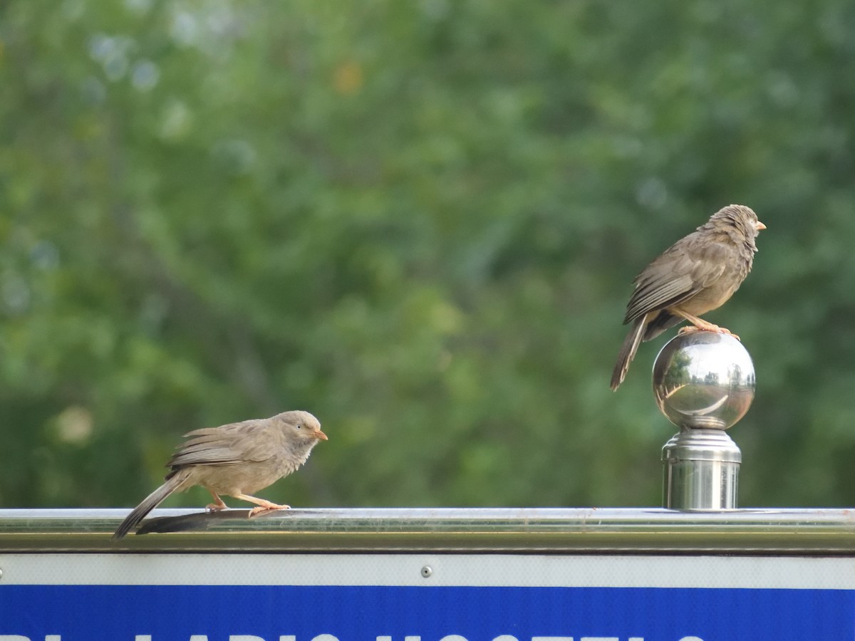 Jungle/Yellow-billed Babbler - ML482262451