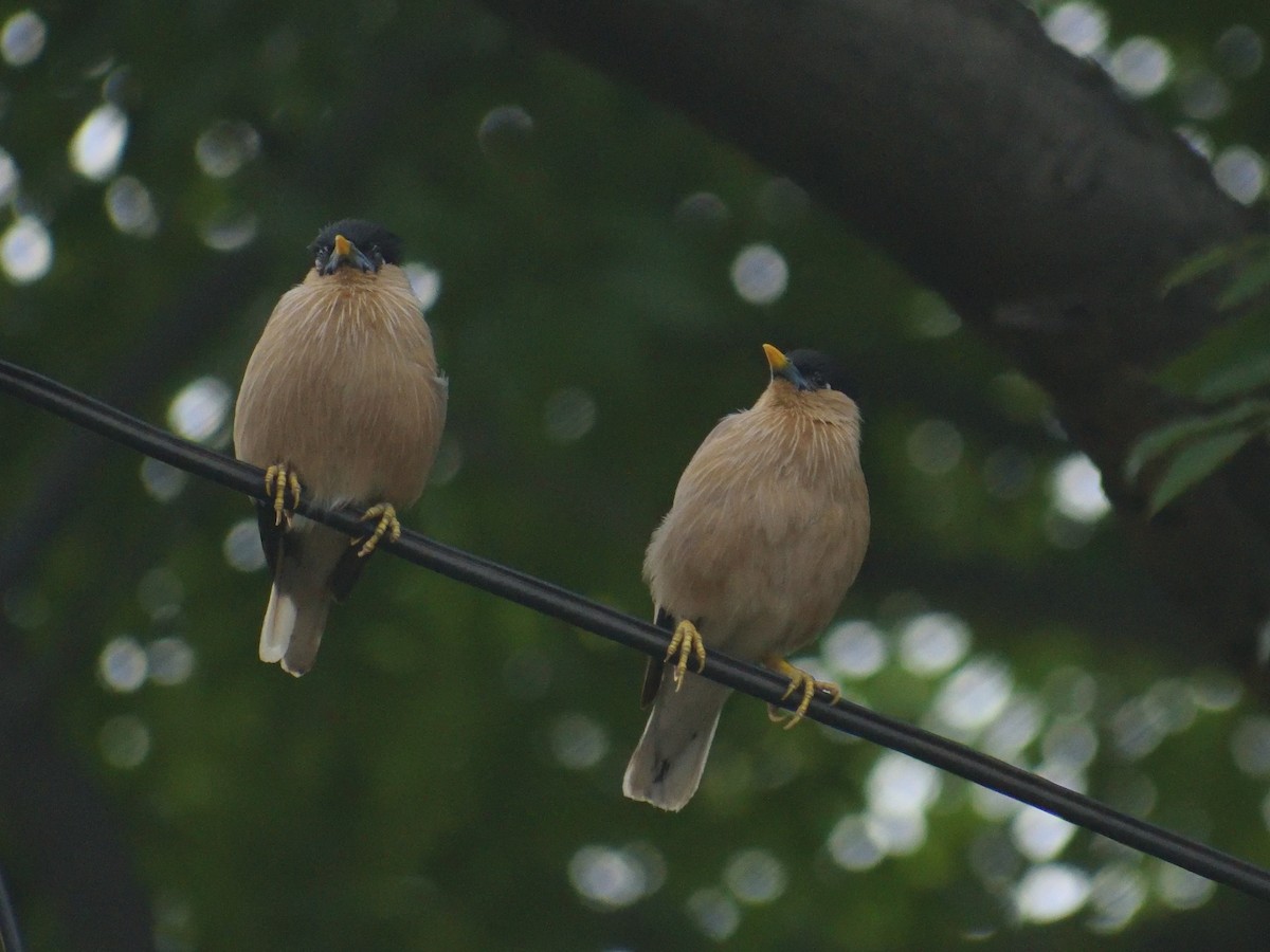 Brahminy Starling - ML482262501