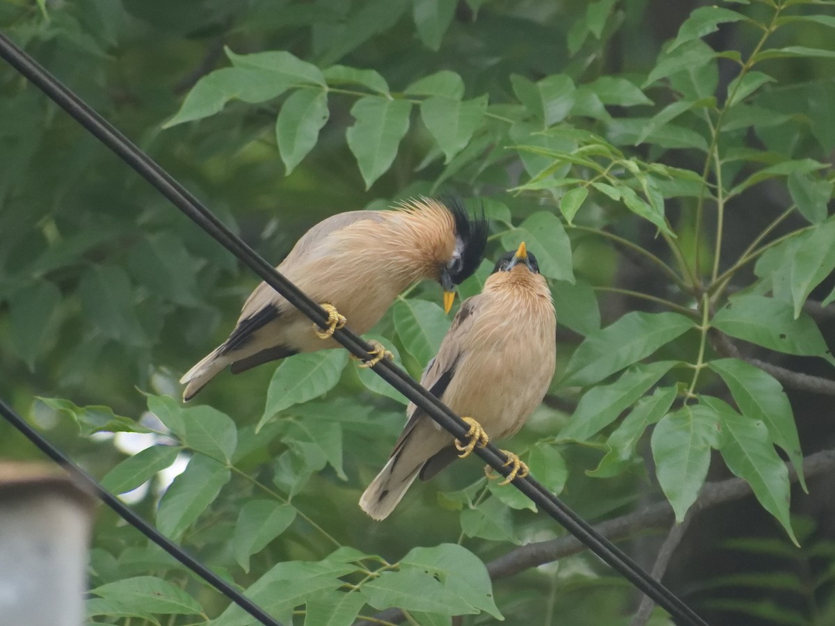 Brahminy Starling - ML482262511