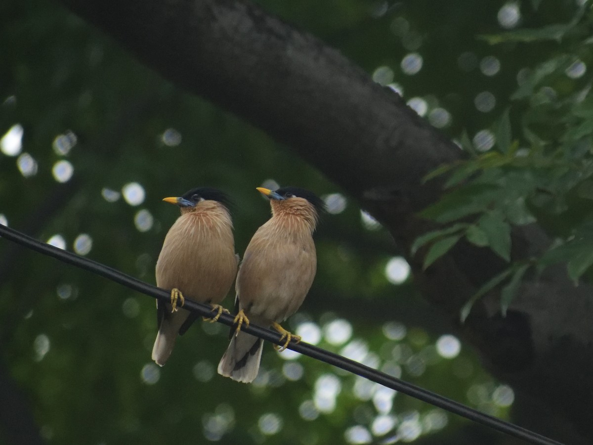 Brahminy Starling - ML482262521