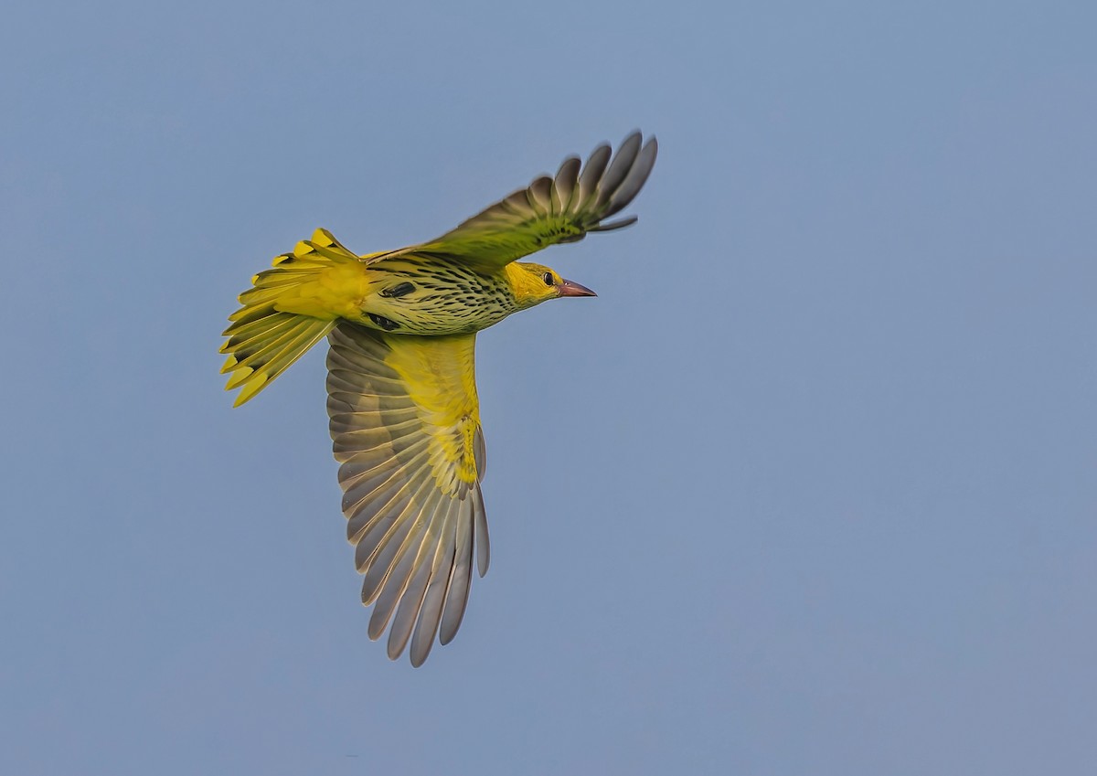 Black-naped Oriole - 浙江 重要鸟讯汇整