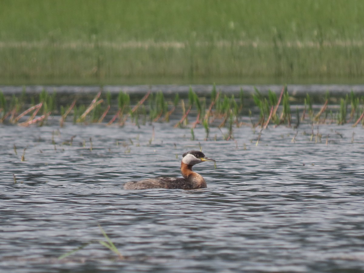 Red-necked Grebe - ML482263721