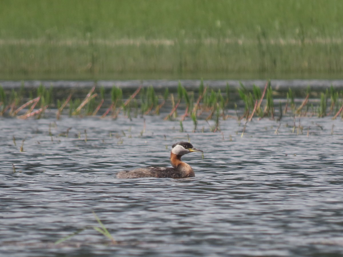 赤頸鸊鷉 - ML482263721