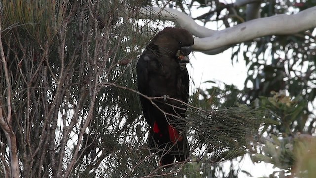 Какатоїс буроголовий - ML482264