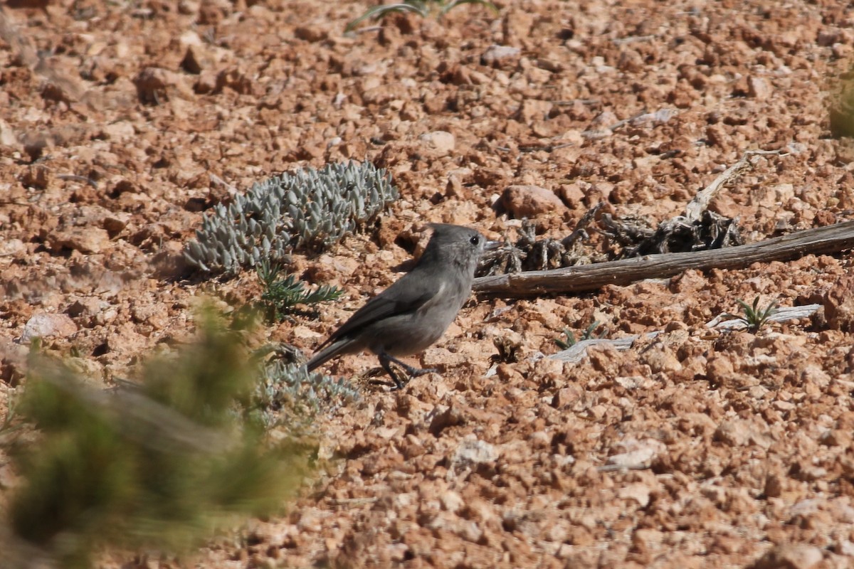 Juniper Titmouse - ML482264891