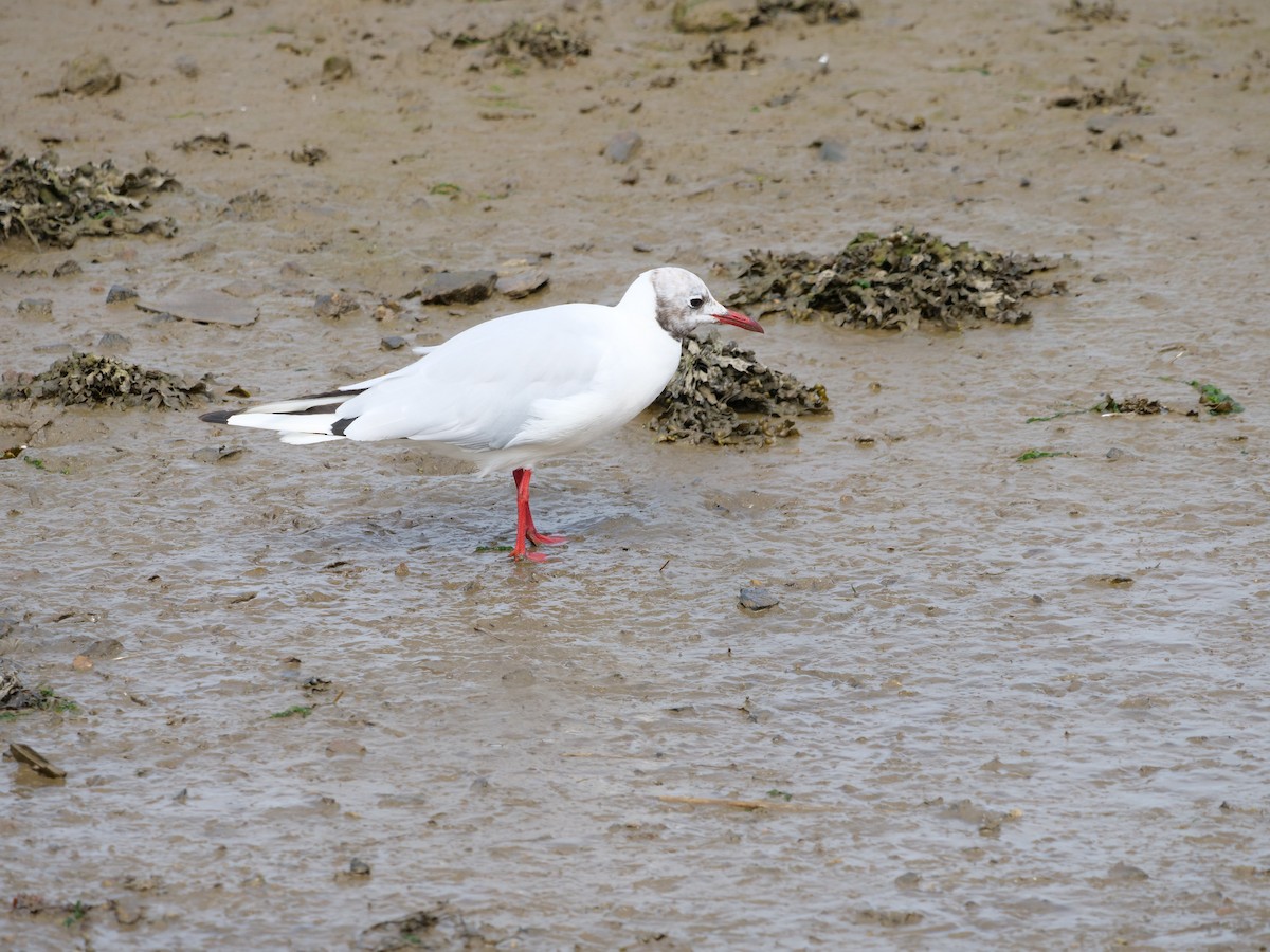 Mouette rieuse - ML482265311