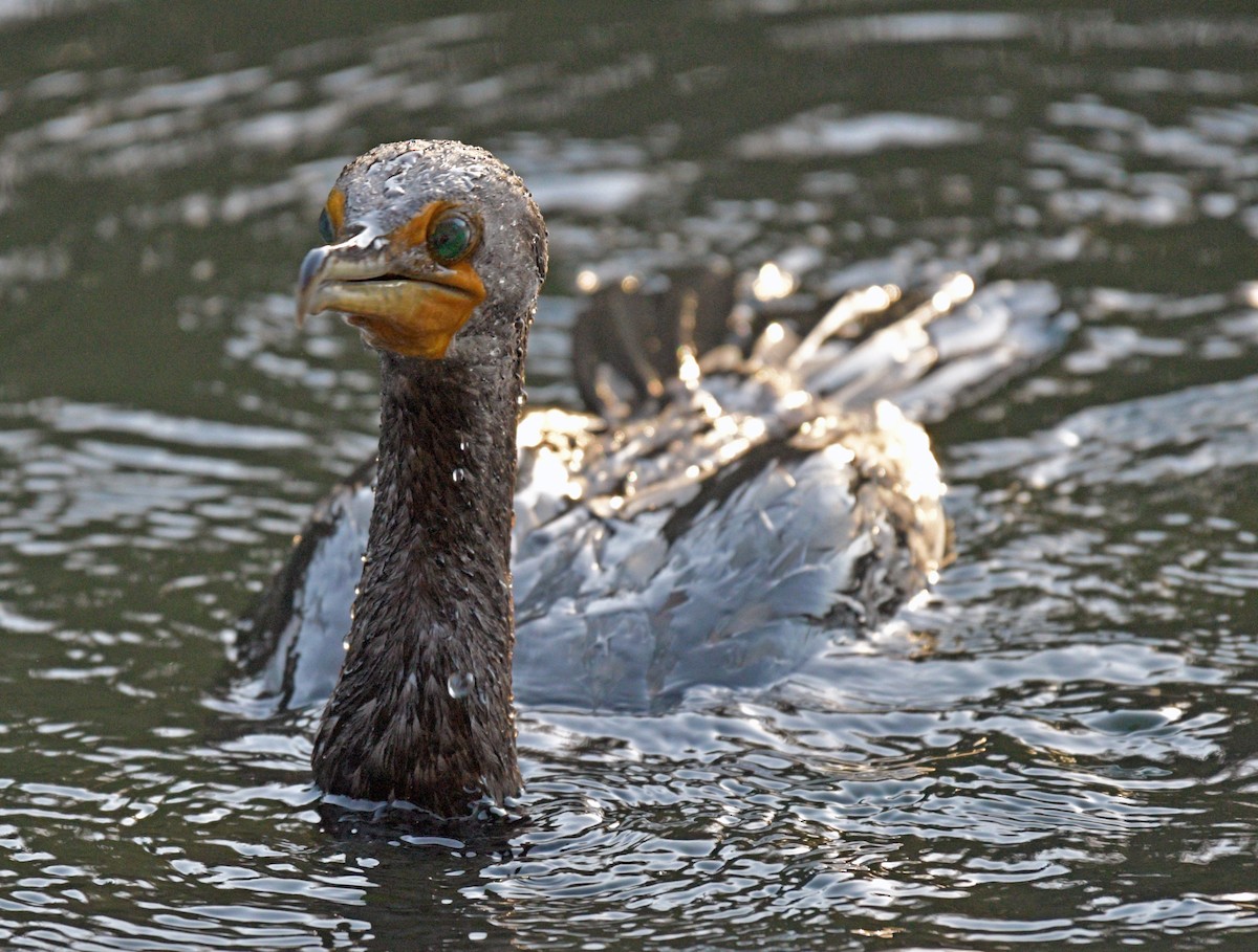 Double-crested Cormorant - ML482265691