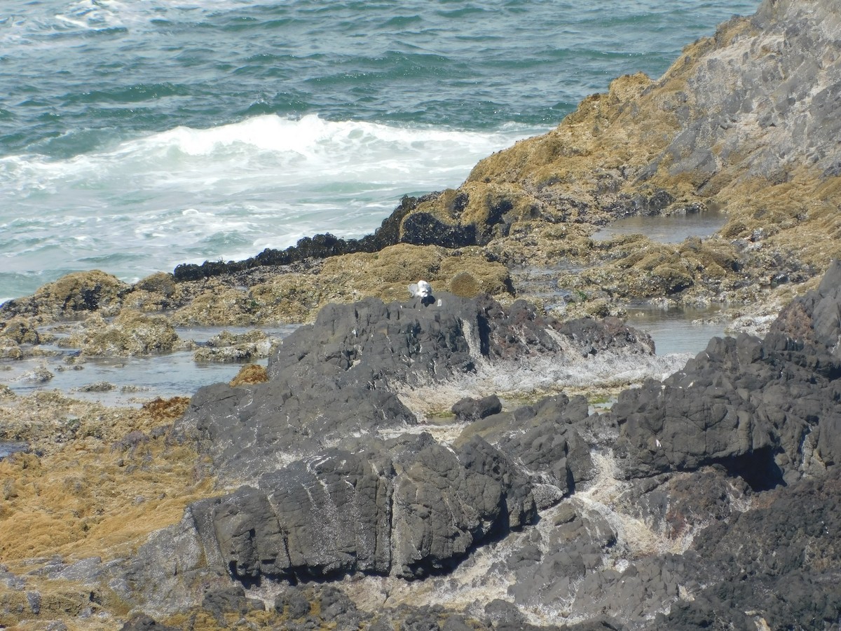 Gaviota (Larus) sp. - ML482265991