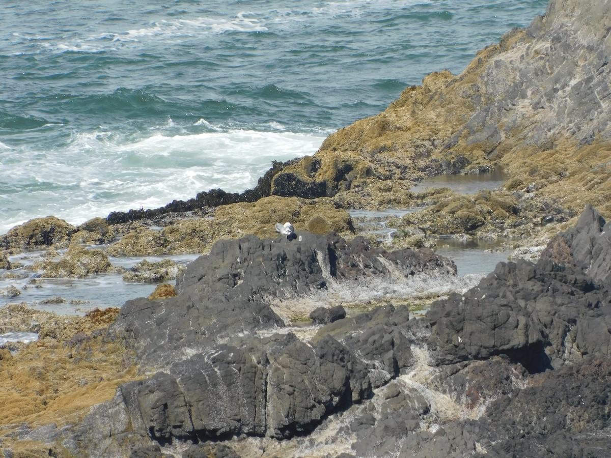 Gaviota (Larus) sp. - ML482266001