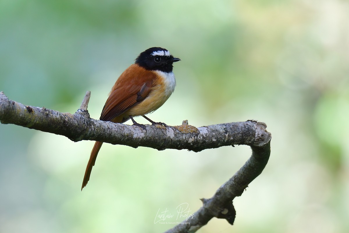 Black-and-cinnamon Fantail - Allan Barredo