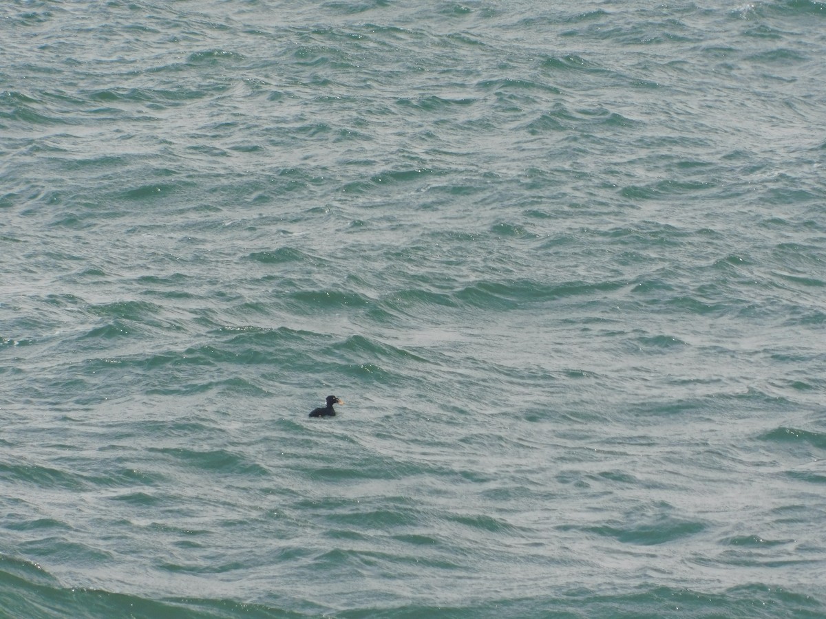 Surf Scoter - ML482266521