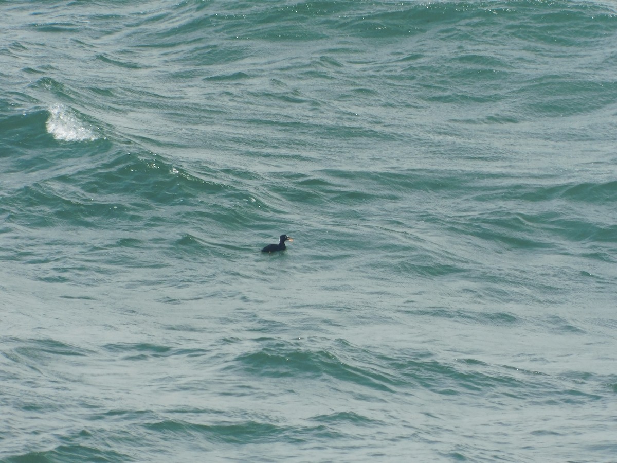 Surf Scoter - ML482266531