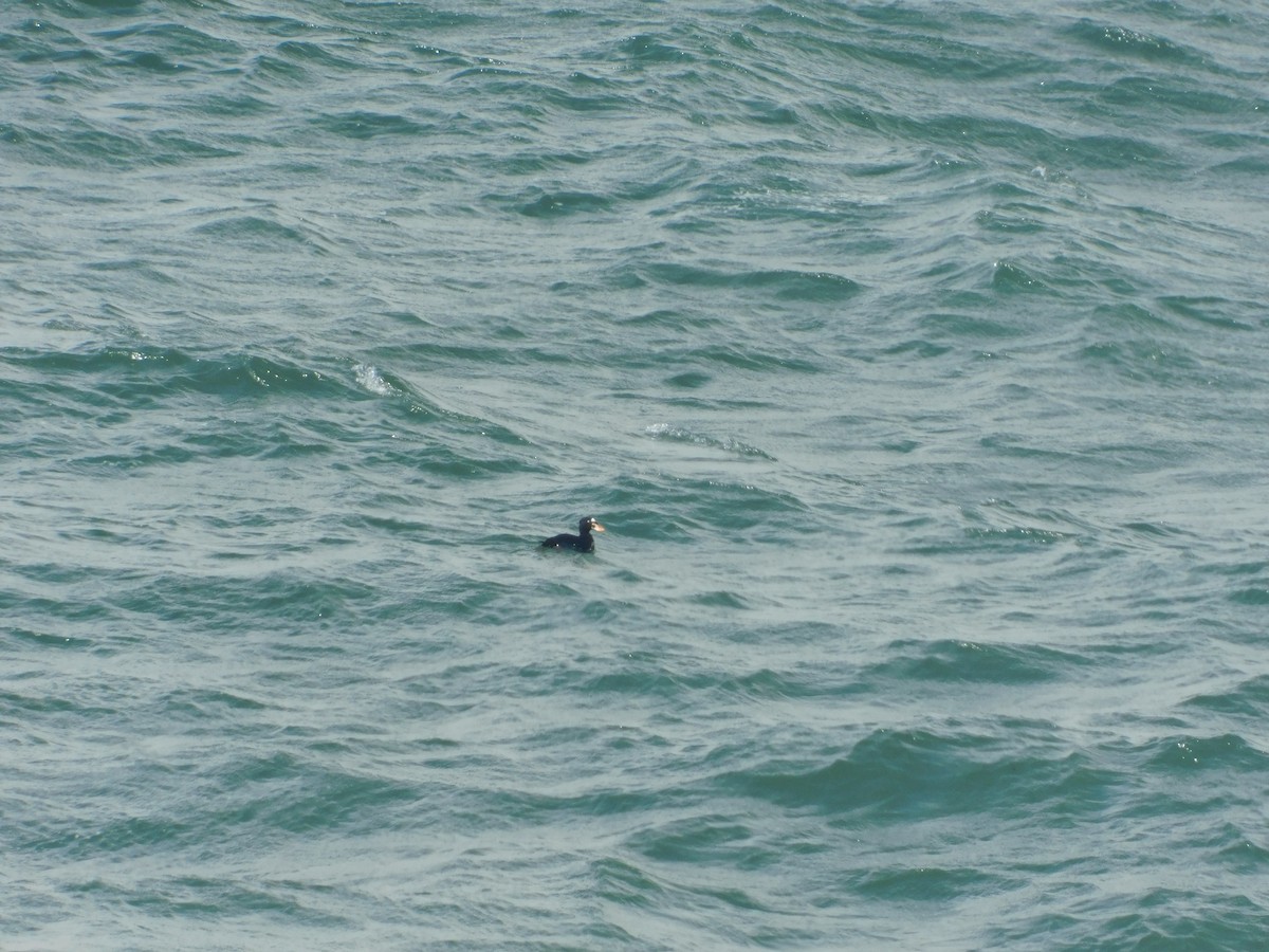 Surf Scoter - ML482266551