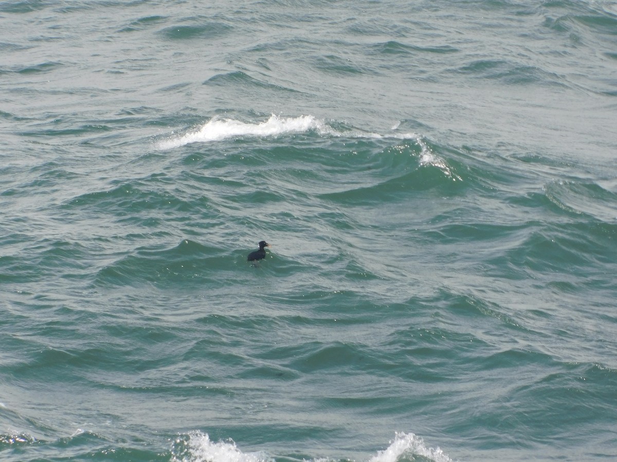 Surf Scoter - ML482266561