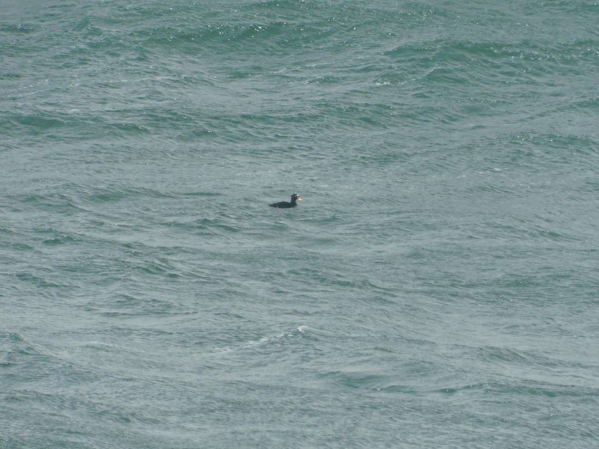 Surf Scoter - ML482266591