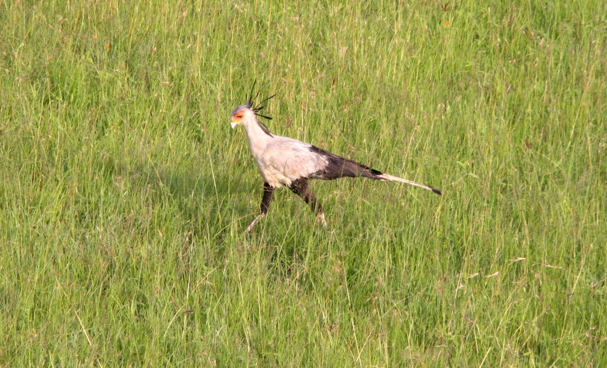 Secretarybird - ML482267571