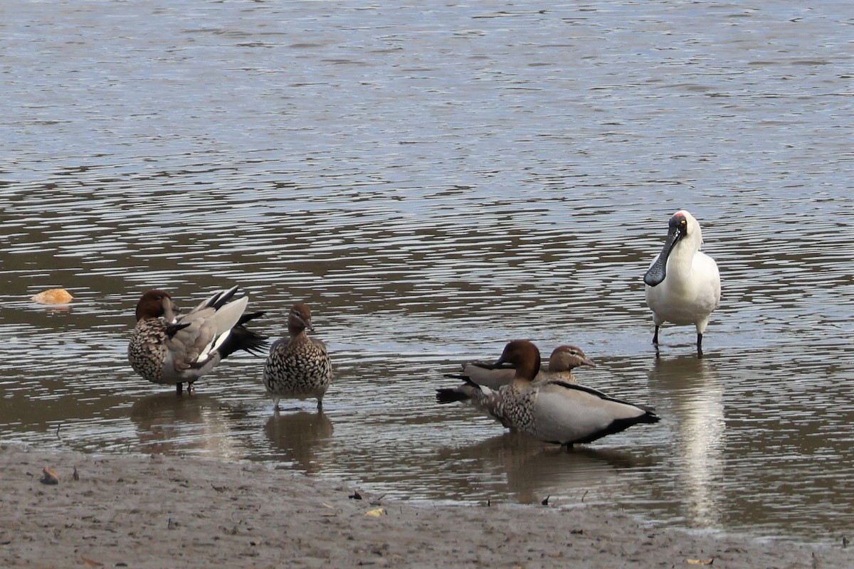 Maned Duck - ML482268521