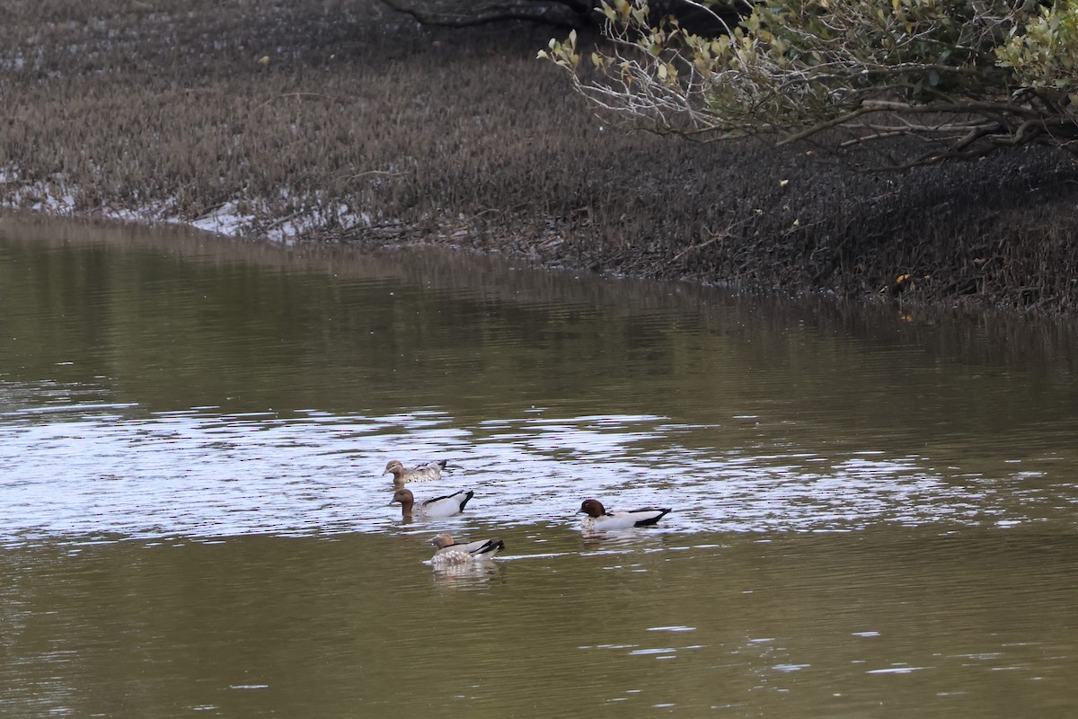 Maned Duck - Heather Williams