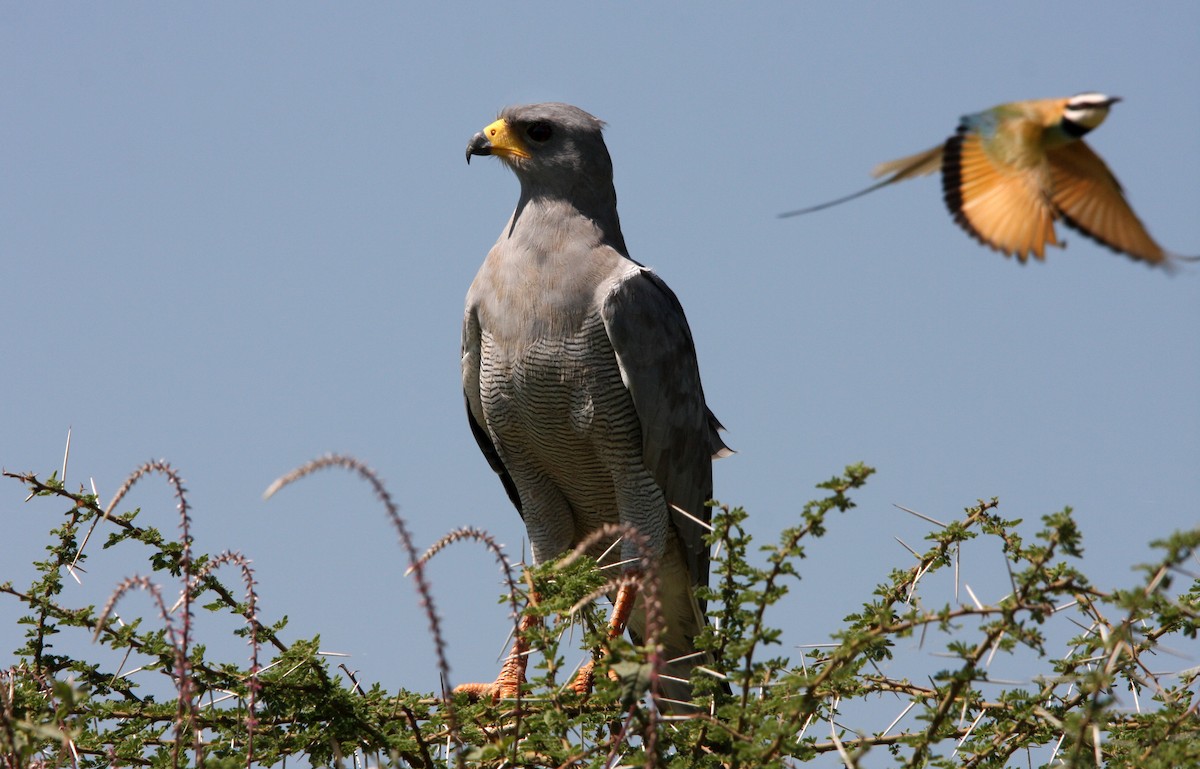 Eastern Chanting-Goshawk - ML482269231