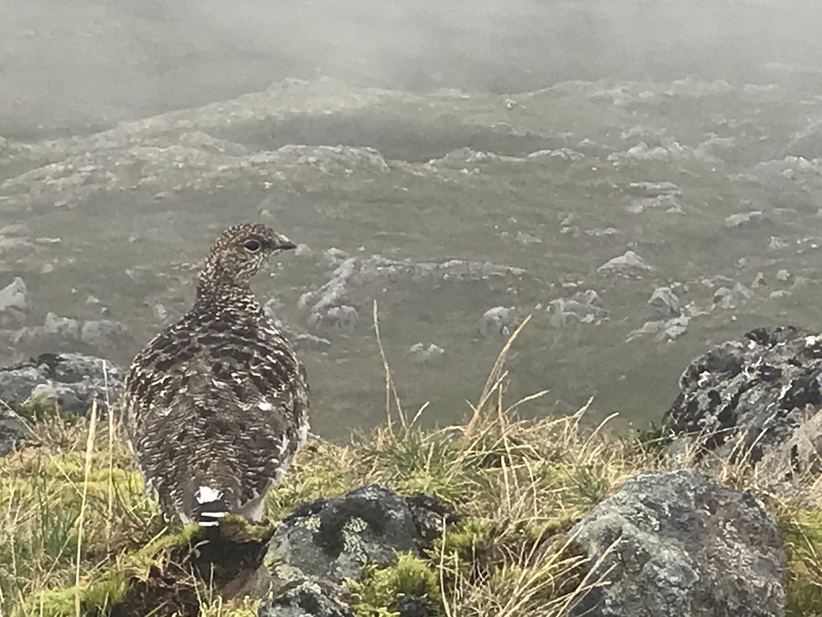 Rock Ptarmigan - Jeff Sauer