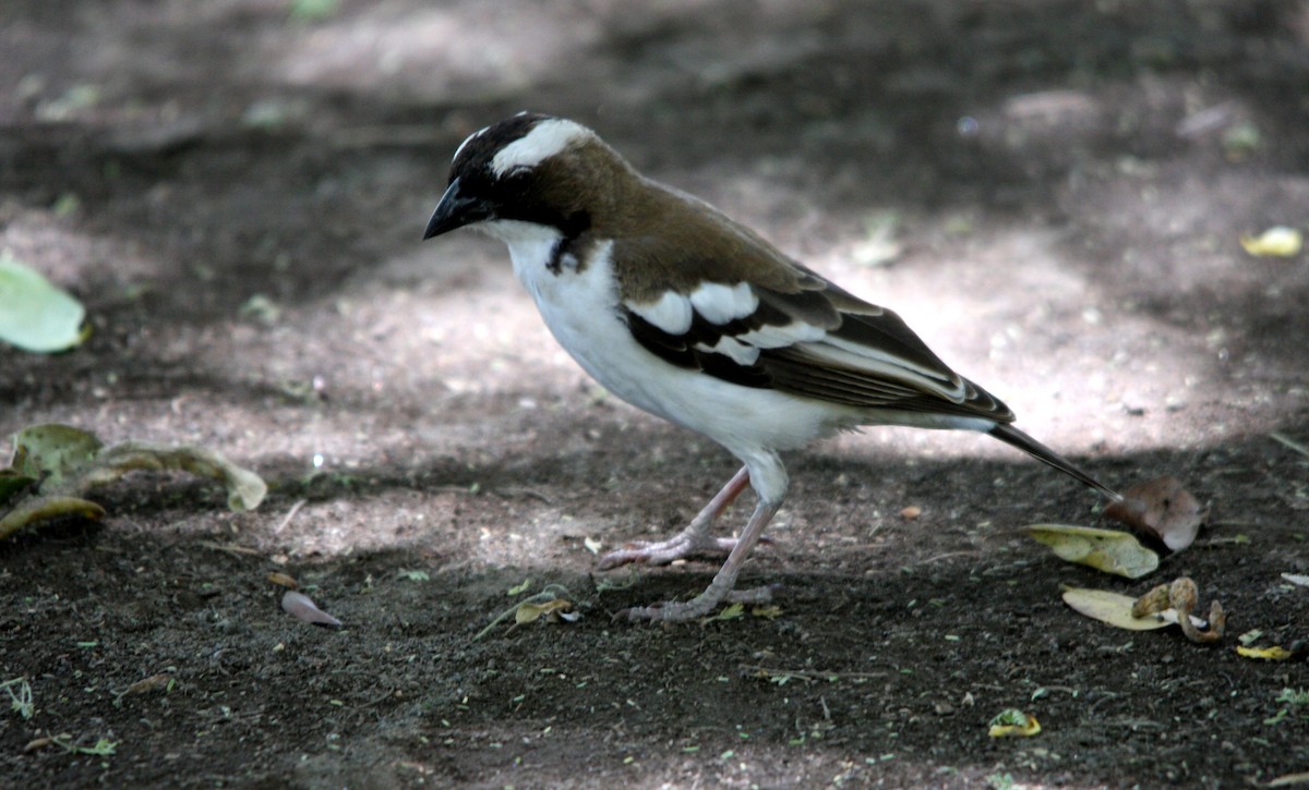 White-browed Sparrow-Weaver - Hans-Jürgen Kühnel