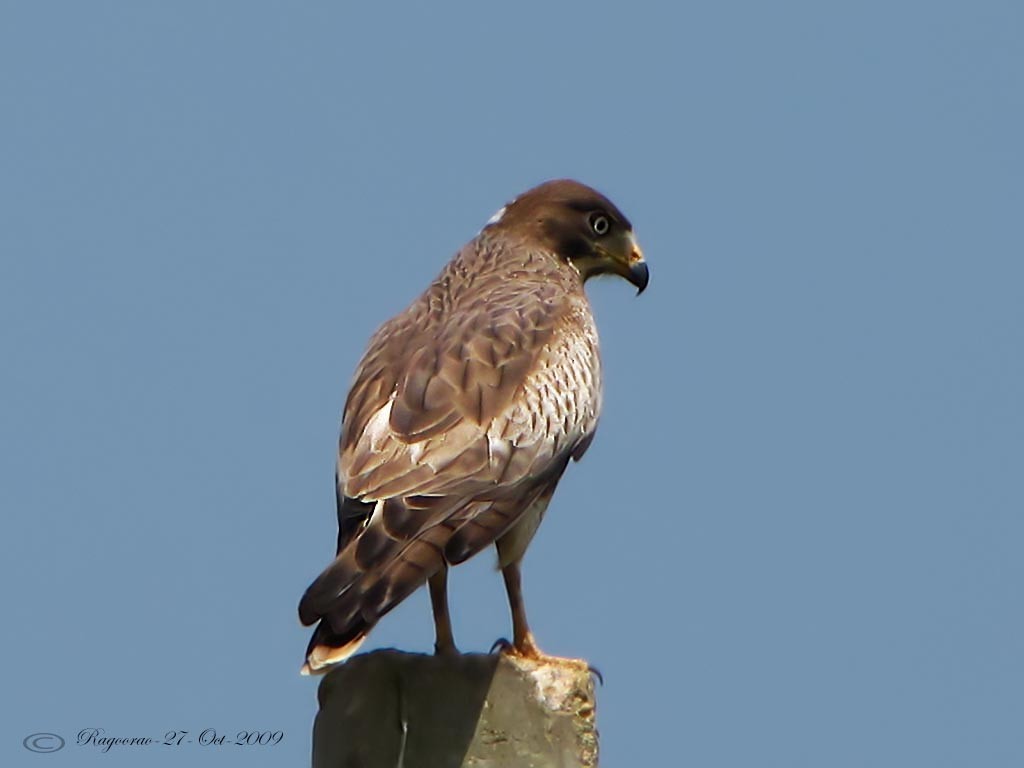 White-eyed Buzzard - Ragoo  Rao