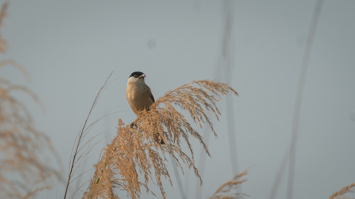 Marsh Tchagra (Anchieta's) - ML482272001