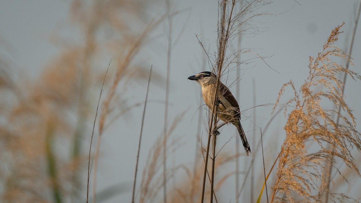 Marsh Tchagra (Anchieta's) - ML482272011