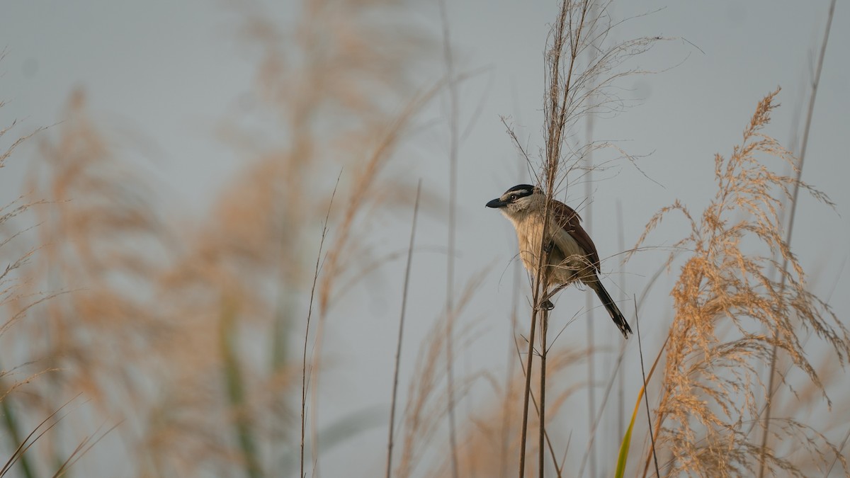 Marsh Tchagra (Anchieta's) - ML482272021