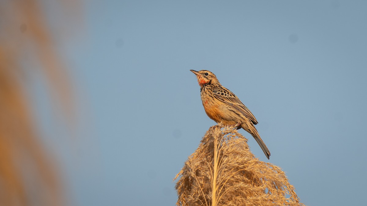 Rosy-throated Longclaw - ML482272061