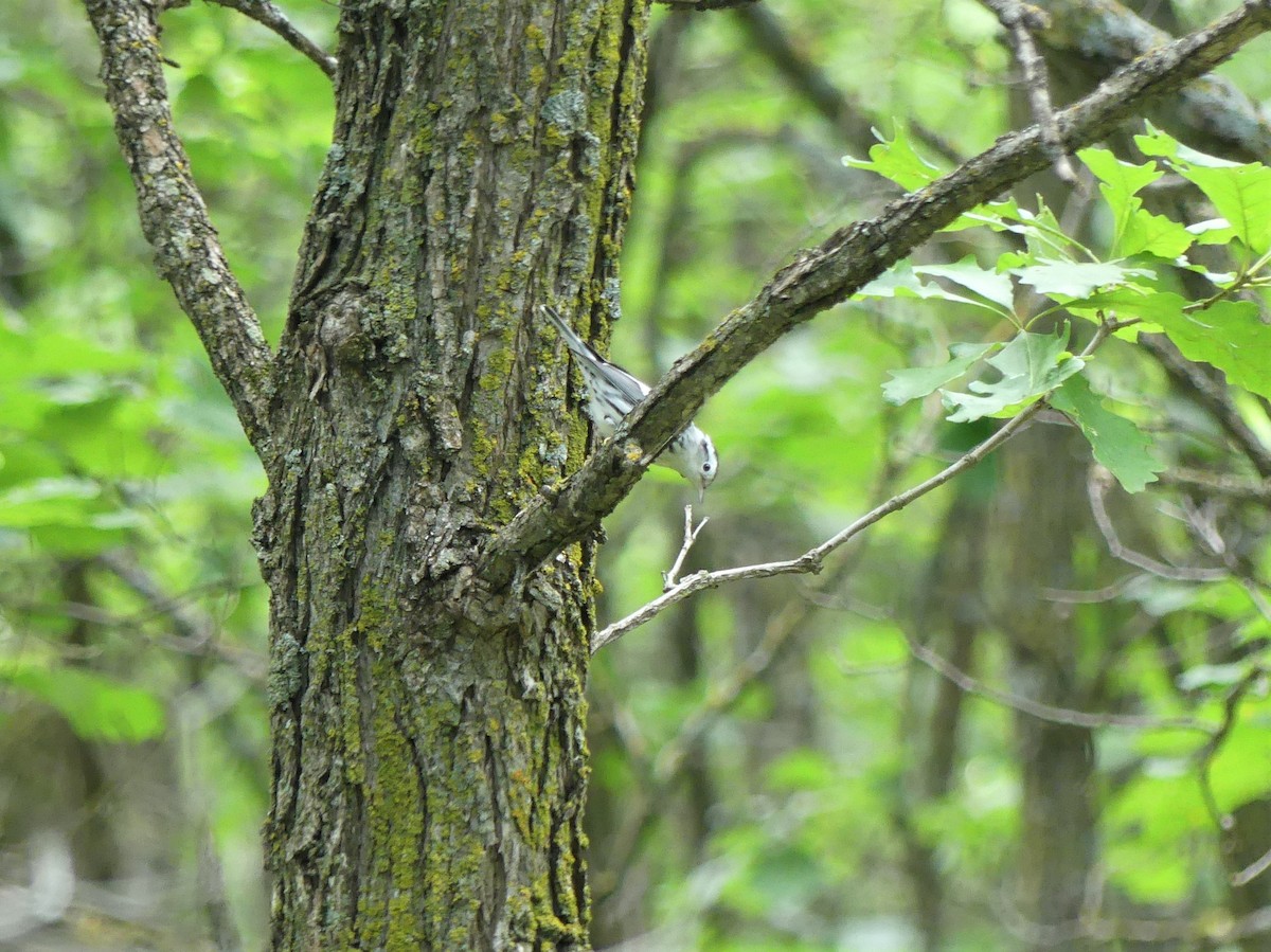 Black-and-white Warbler - ML482272141