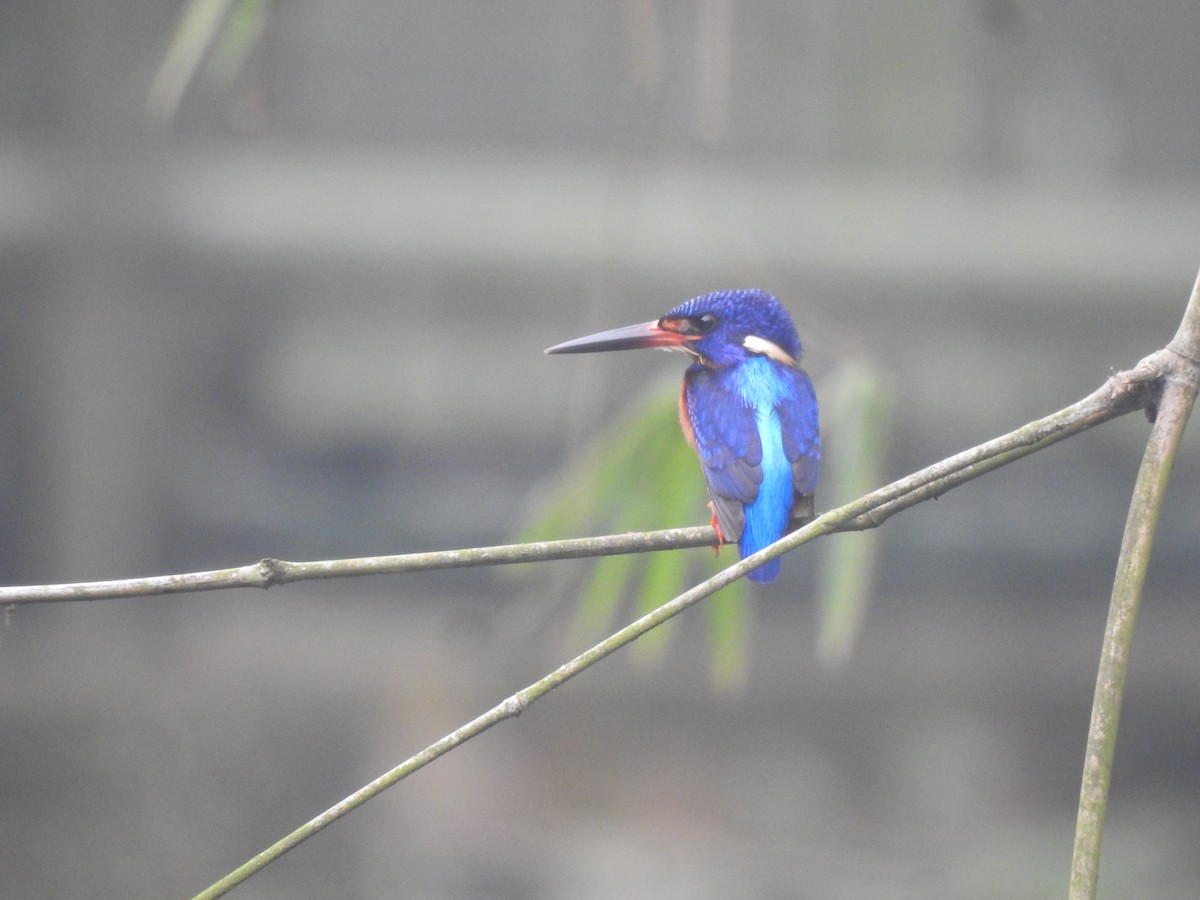 Blue-eared Kingfisher - ML482274041