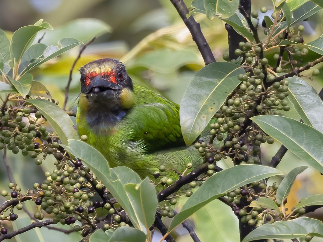 Gold-whiskered Barbet (Gold-faced) - Charmain Ang