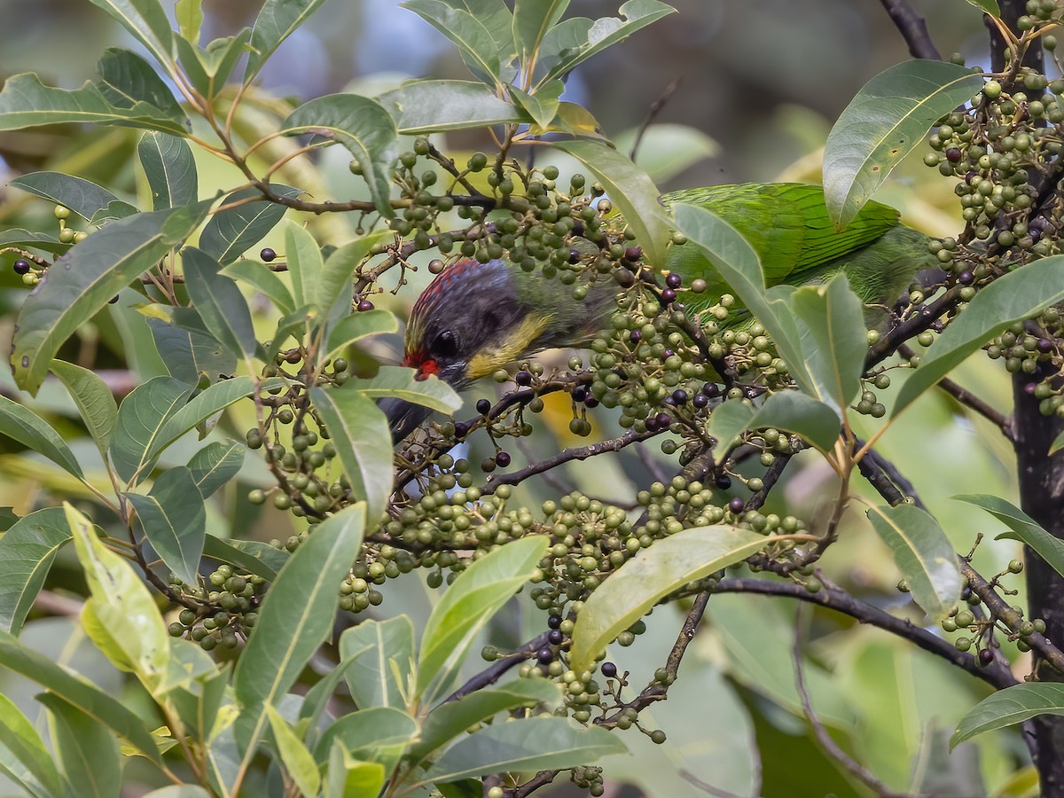 Gold-whiskered Barbet (Gold-faced) - Charmain Ang