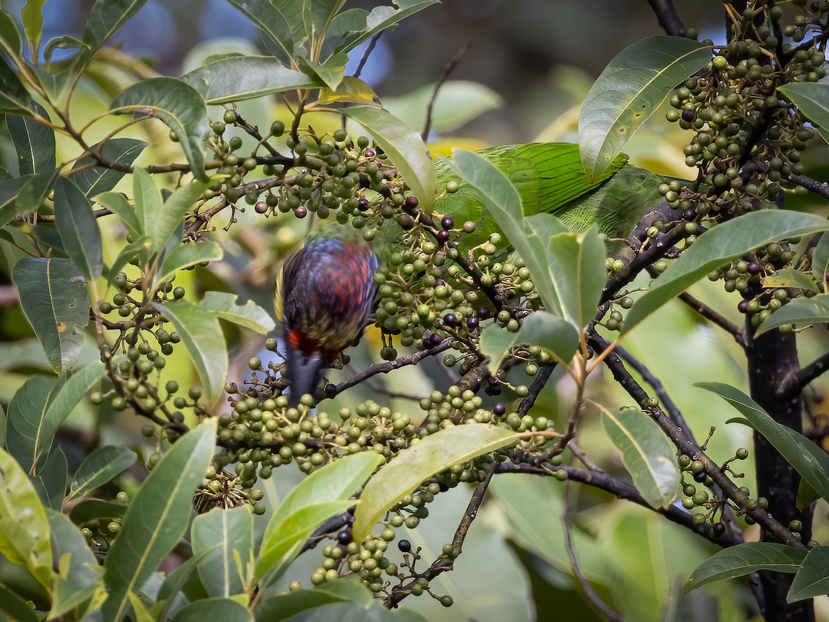 Gold-whiskered Barbet (Gold-faced) - Charmain Ang